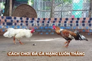 Bí Kíp Cá Cược Cách Chơi Đá Gà Sabong Tại Fafa191 Siêu Hiệu Quả