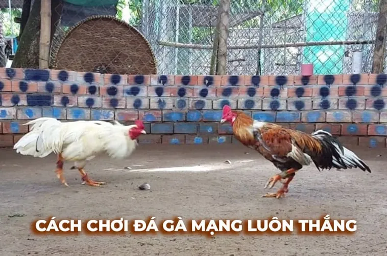 Bí Kíp Cá Cược Cách Chơi Đá Gà Sabong Tại Fafa191 Siêu Hiệu Quả