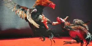 Chinh Phục Ngay Cách Chơi Đá Gà WS168 Tại Fafa191 Nhận Thưởng Lớn